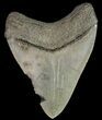 Fossil Megalodon Tooth - South Carolina #69249-2